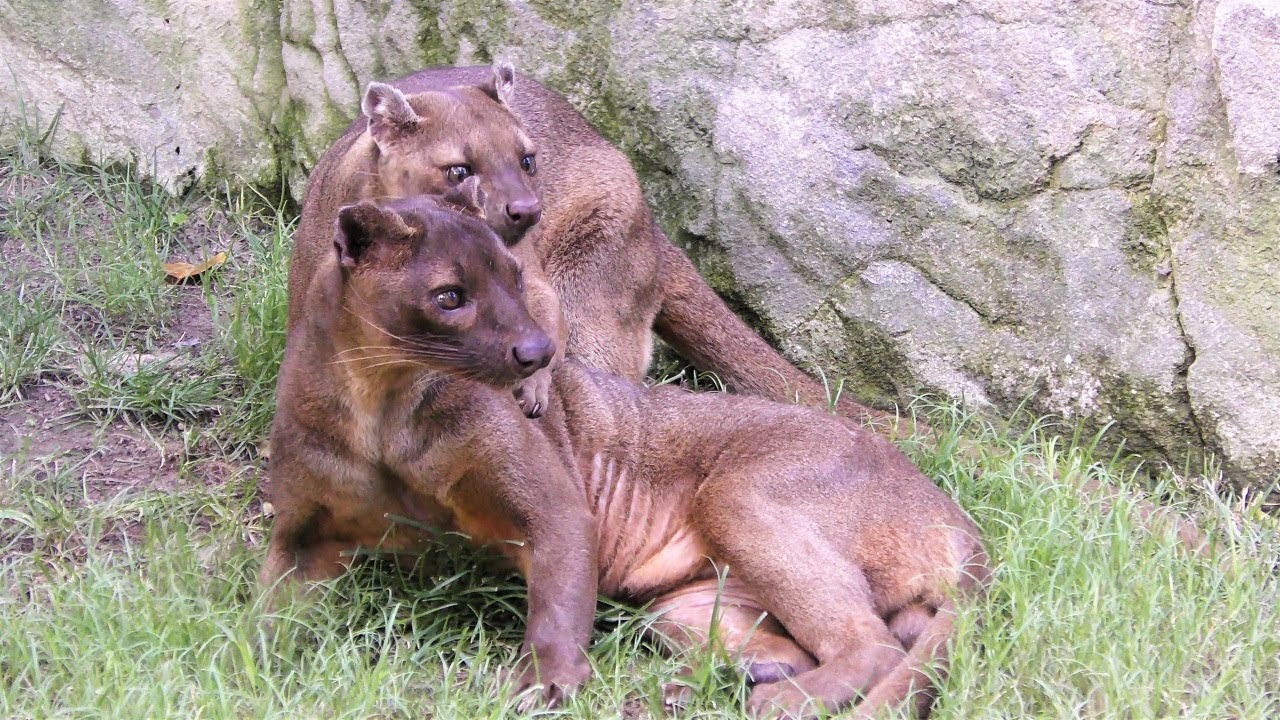フォッサ,ビオパーク バレンシア,スペイン,Fossa,Bioparc,Valencia,Spain,