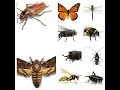 Insect Sounds Compilation (19 insects)