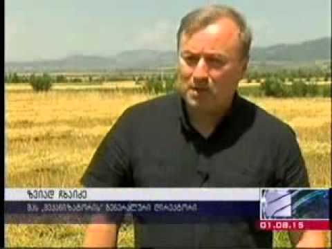 საოკუპაციო ხაზის მიმდებარე სოფლებში მოსავლის აღების ხარჯების სუბსიდირება დაიწყო