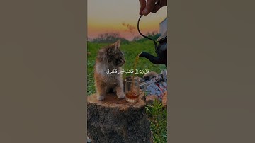 اكتب شيء تؤجر عليه 🤍 #قرآن #quran #راحة_نفسية #غيث_سمرين #سورة_القصص #القرآن_الكريم