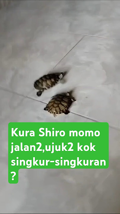 Kura-kura jalan2 bareng,ujuk2 kok singkur-singkuran 🤔🤣