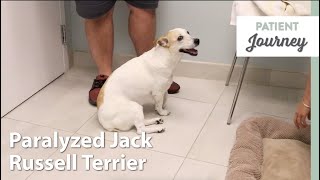 Jack Russell Recovers After IVDD Diagnosis