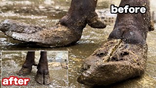 【削蹄】ビンビンに伸びた牛の蹄を切りました