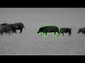 105 Hogs Down | Hog Hunting with Thermal Night Vision in Texas | Pulsar Thermion - Trail