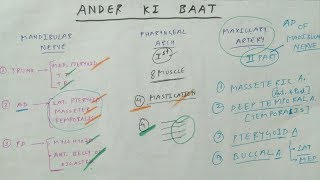 ANDER KI BAAT ( Mandibular nerve , Pharyngeal arch , Maxillary artery )