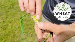 Wheat School: Targeting the ideal growth stage for best PGR results