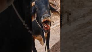 Aggressive Injured Bull ! churu #bull #COw #animals #rescue #fyp #trend #ytshorts #shorts #new 😢🙏❣️🚩