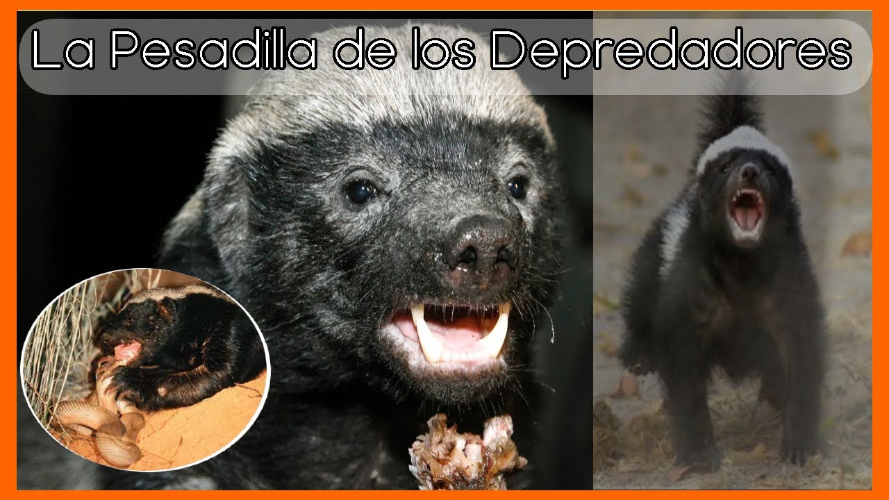 Tejon Costa Rica El Tejón Melero: El Animal Más Temido y Valiente del Mundo 🦡🔥 - YouTube