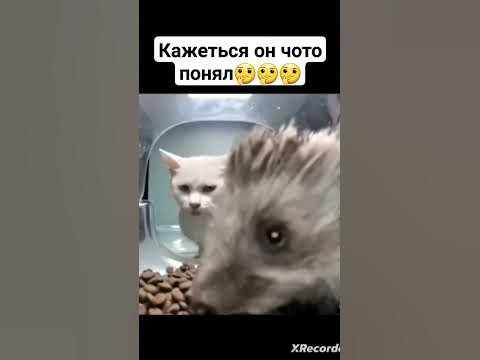 ПОДОЗРИТЕЛЬНЫЙ КОТ #юмор #смешныевидео #жывотные #котики #ютуб # ...