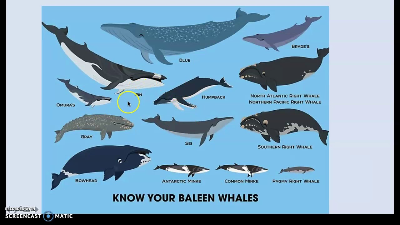 синий кит в сравнении с другими животными. гренландский кит постер. плакаты социальные о китах. большой синий кит. книги про китов и дельфинов.