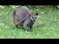 Black Faced Wallaby Or Swamp Wallaby