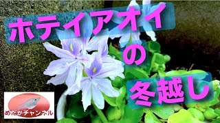 ホテイアオイは メダカの産卵 花も楽しめ 冬越しも室内で出来ますよ Youtube