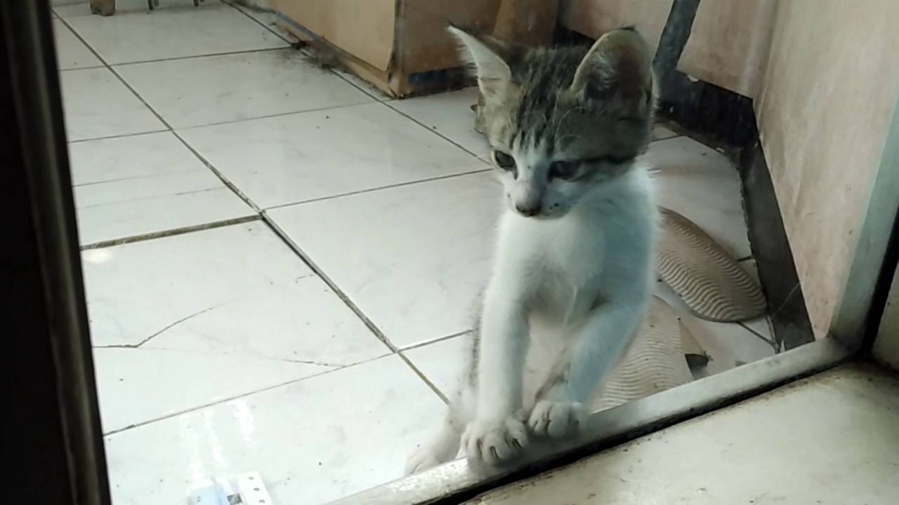 Kucing kecil kitten kucing kampung umur 2 bulan(2) - YouTube