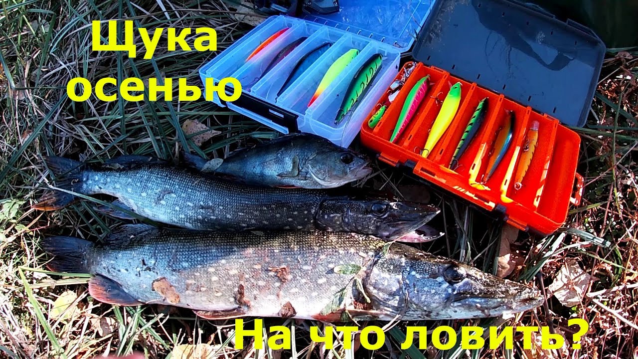 Щука осенью на спиннинг! Ловля щуки!