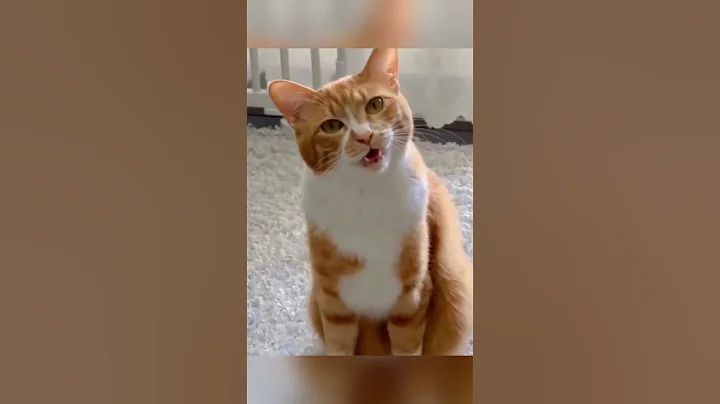 Watch the video about Funny Cat Sounds Compilation