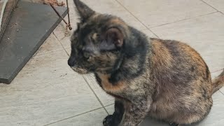 Cats & Kittens Are 842 & 751 & 677 & 594 & 493 & 476 & 428 & 352 & 237 & 199 & 99 & 259 &193 &91&57D