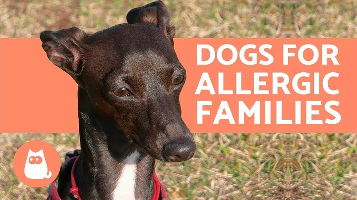 10 Hypoallergenic Dog Breeds for Allergic Families - DayDayNews