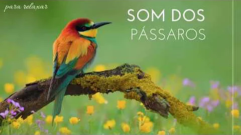 Qual o som que os pássaros emitem?