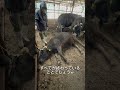 【頭蓋骨骨折】やむなく除角することになりました