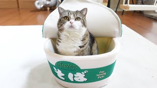 年越しそばなねこ。Toshikoshi soba and Maru.