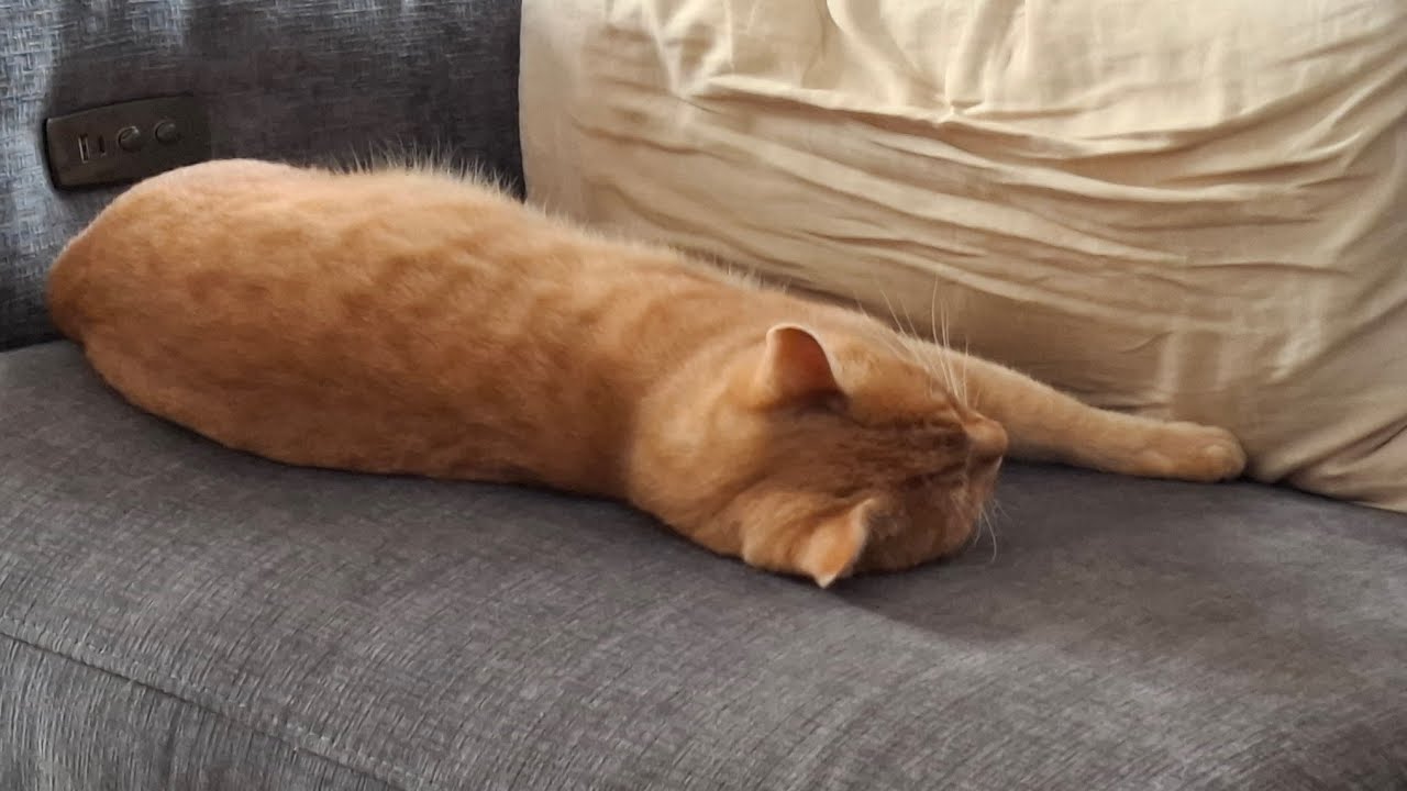 MEUBELS EN GARFIELD BINNEN IN HUIS #VLOG43