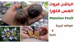 مس فلورا او فاكهة العاطفة  Passion Fruit ” فاكهة غريبة ذات فوائد طبية وعلاجية كثيرة و سهلة الزراعة”