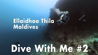 Dive With Me #2: Ellaidhoo Thila, Maldives (2024-01-15)