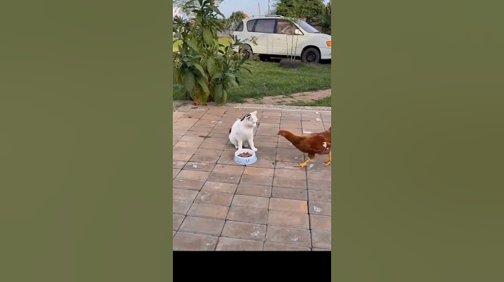 Video 2841761: funny american cats, gato american