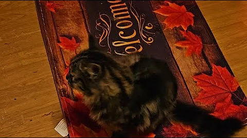 Video 11328681: norwegian forest cat, cat kitten playing
