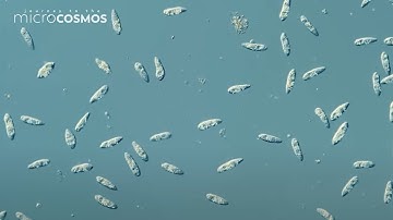 infinite microcosmos 🔬 lofi microbes to relax/study to