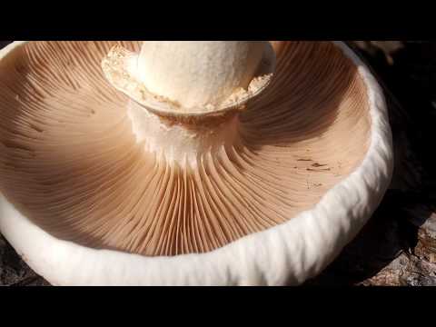 Vidéo: Champignon peuplier comestible