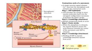 Contraction cycle of a sarcomere