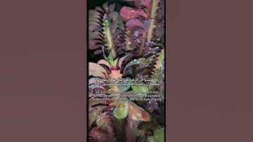 Surah Al-A’ raaf 56 سورة الأعراف