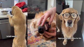 A week In The Life Of Colin And Sterling The Golden Retrievers