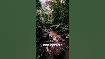 How the Amazon Rainforest Produces 20% of the World