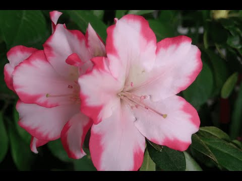 Video: Azalea: Indendørs Pleje