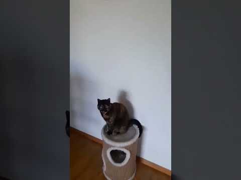 Cat eats special