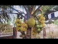 WOW!!! Strange Coconut Trees Bonsai - Amazing Agriculture Technology