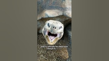 Jonathan the Tortoise Just Turned 190 years old
