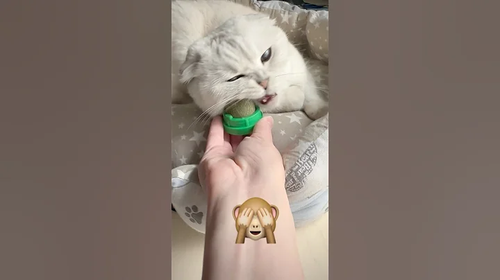 Video 10917461: cat kitten cutecat pets, cat pets cutecat funny, cat kitten cutecat love, cat kitten cute pets, cute beautiful cats pets, cutecat kitten family