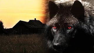 картинка: Волк - оборотень в нашей деревне.  Мистическая история!