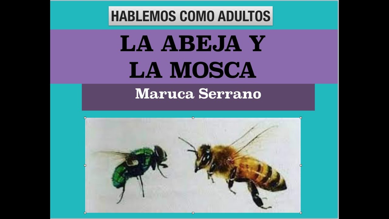 LA ABEJA Y LA MOSCA - YouTube