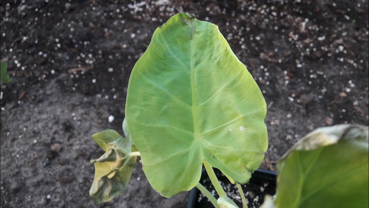 Leucocasia gigantea ' Thai Giant '