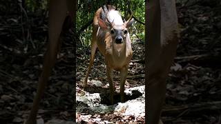 #deer #venado #campeche #mexico #bwild