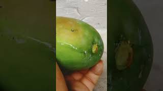 grow mango tree from mango fruit # short