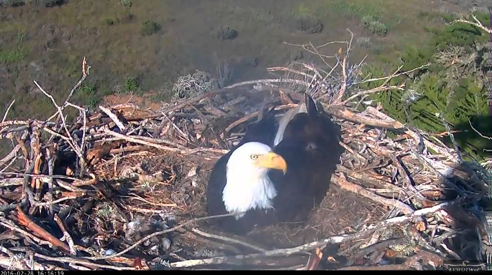 Sauces Eagles 2 28 16 416 pm YouTube