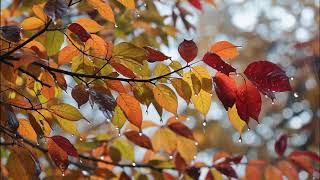 Autumn Forest Rain | Minimalist Prepared Piano &amp; Strings | D Minor Ambient for Meditation &amp; Sleep