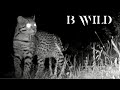 Wildlife / Animals / Jaguar, Cougar, Onza, Bobcat, Eagle, Javelina, Coyote, Bear, Deer/ Trail Cam 52