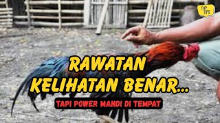 Ayam Bangkok Tidak Naik Power Bukan Kurang Latihan, Tapi Salah Rawat | Penjelasan Lengkap