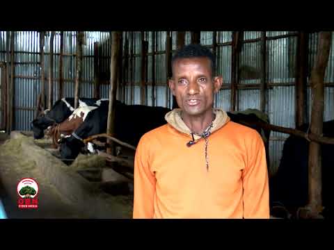 Hojiifi Ogummaa Gurmaa Aanii Dalaguun Diinagdee Fooyyessa